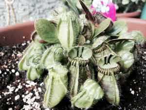 Cephalotus follicularis