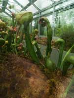 Darlingtonia californica