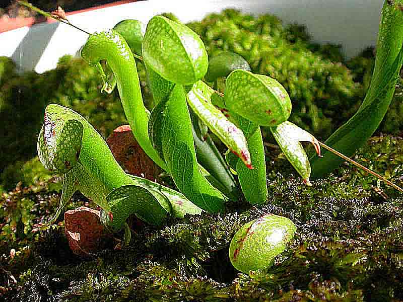 Darlingtonia californica