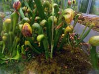 Darlingtonia californica