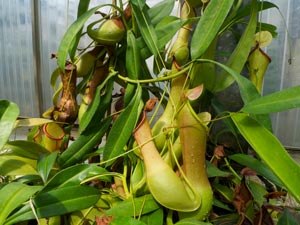 Nepenthes alata